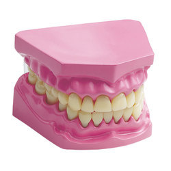 Anatomy Dental Teeth